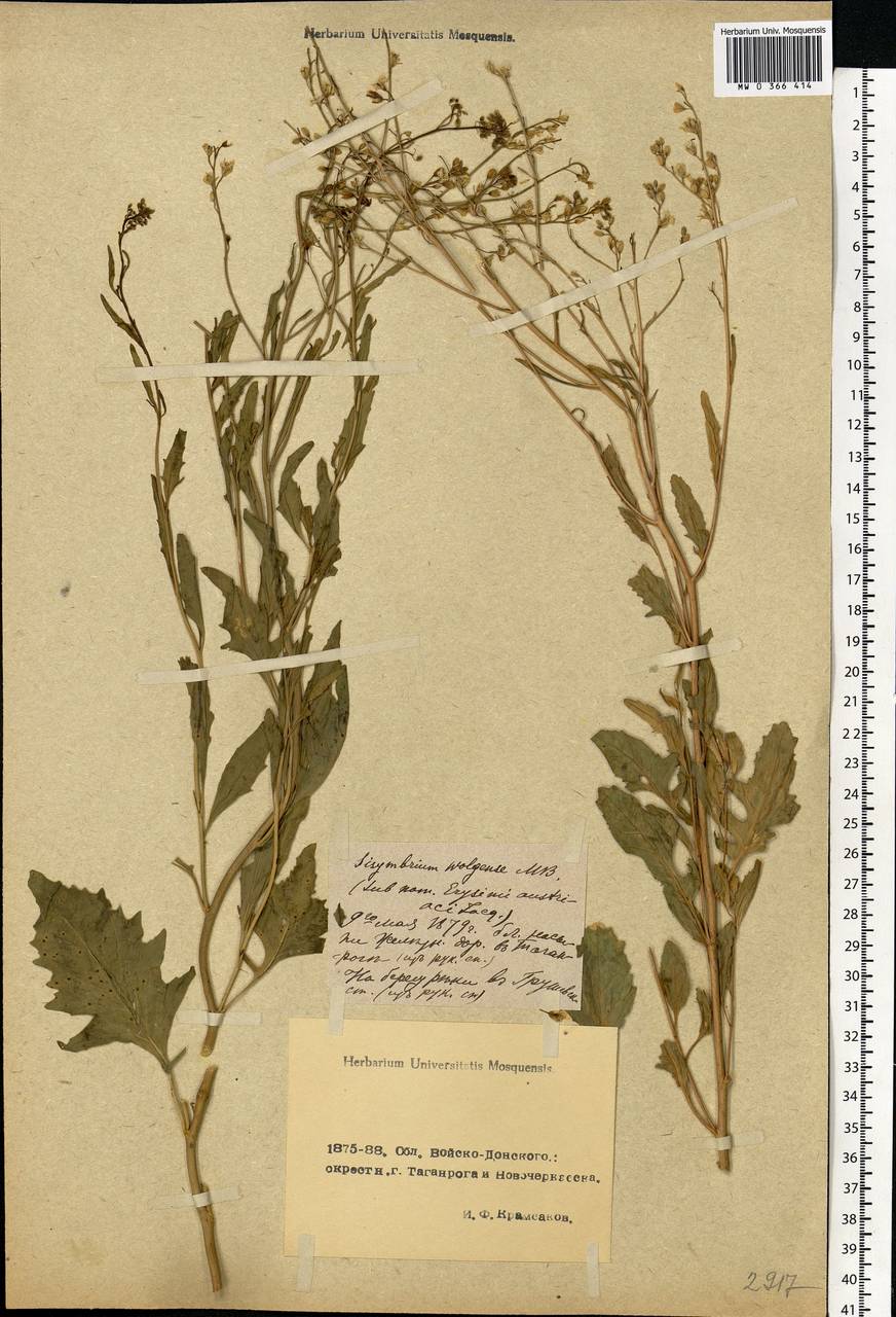 Sisymbrium volgense M.Bieb. ex E.Fourn., Eastern Europe, Rostov Oblast (E12a) (Russia)