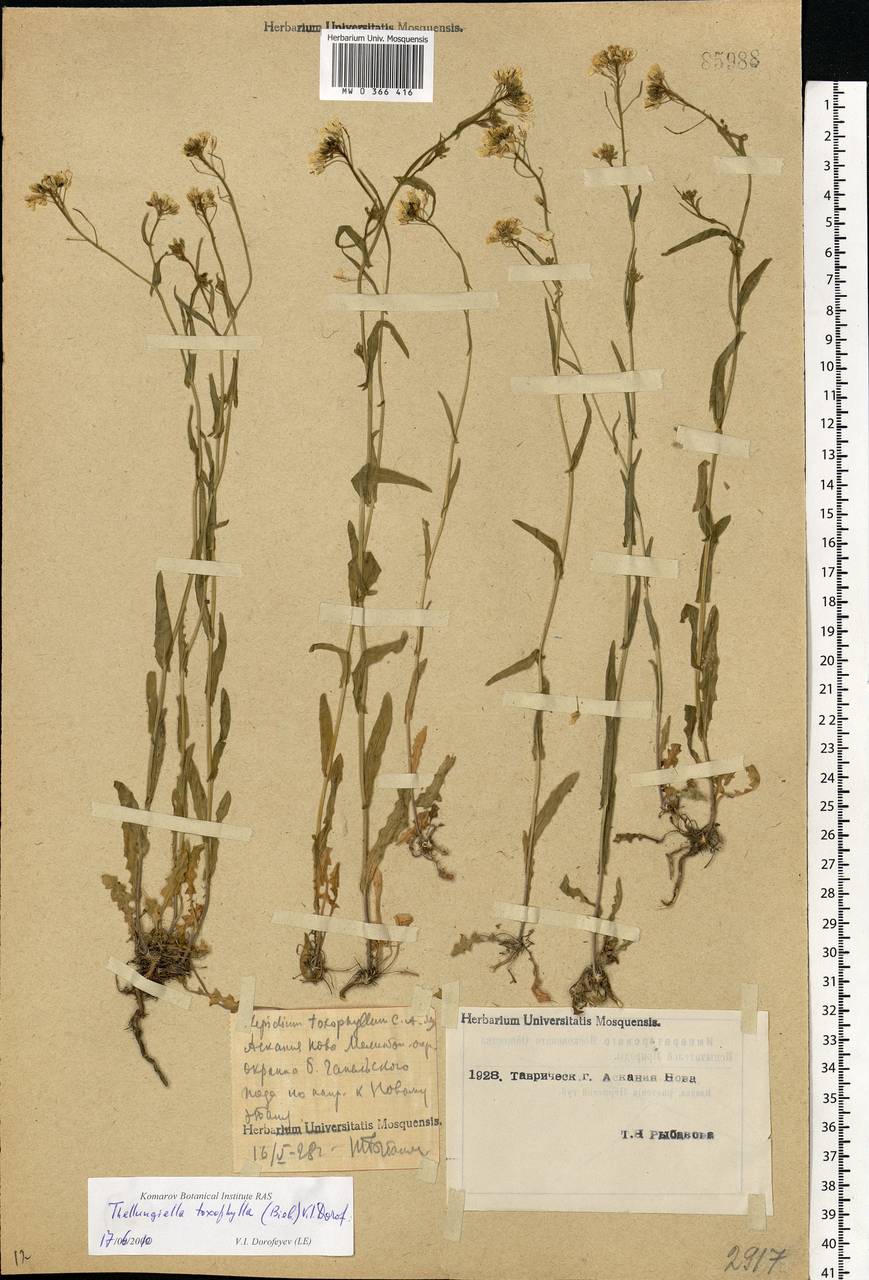 Pseudoarabidopsis toxophylla (M.Bieb.) Al-Shehbaz, O'Kane & R.A.Price, Eastern Europe, South Ukrainian region (E12) (Ukraine)