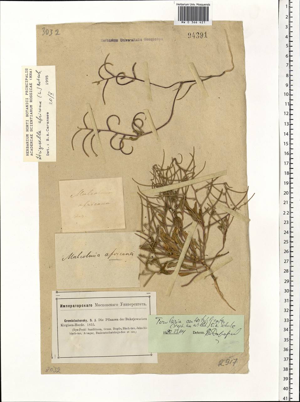 Neotorularia contortuplicata (Steph.) Hedge & J.Léonard, Eastern Europe, Lower Volga region (E9) (Russia)