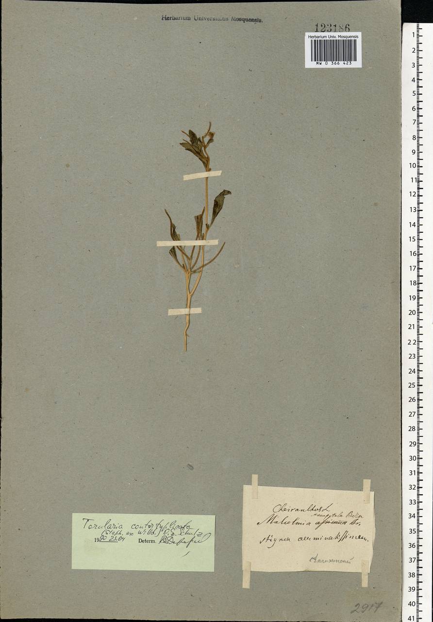 Neotorularia contortuplicata (Steph.) Hedge & J.Léonard, Eastern Europe, Lower Volga region (E9) (Russia)