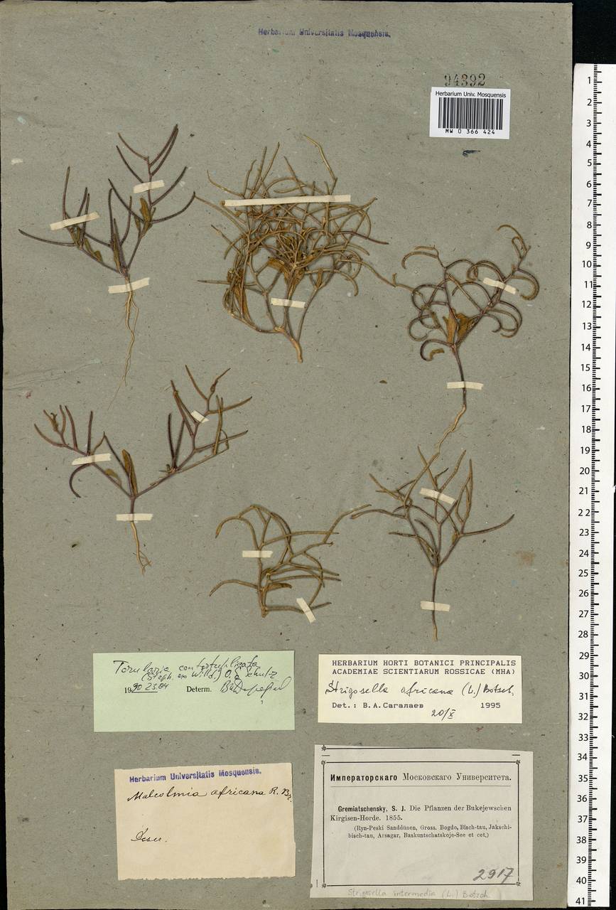 Neotorularia contortuplicata (Steph.) Hedge & J. Léonard, Eastern Europe, Lower Volga region (E9) (Russia)