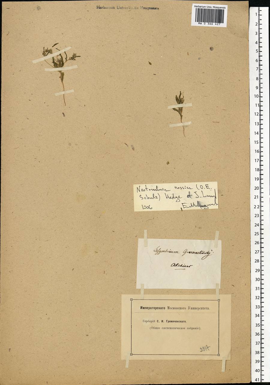 Neotorularia rossica (O. E. Schulz) Hedge & J. Léonard, Eastern Europe, Lower Volga region (E9) (Russia)