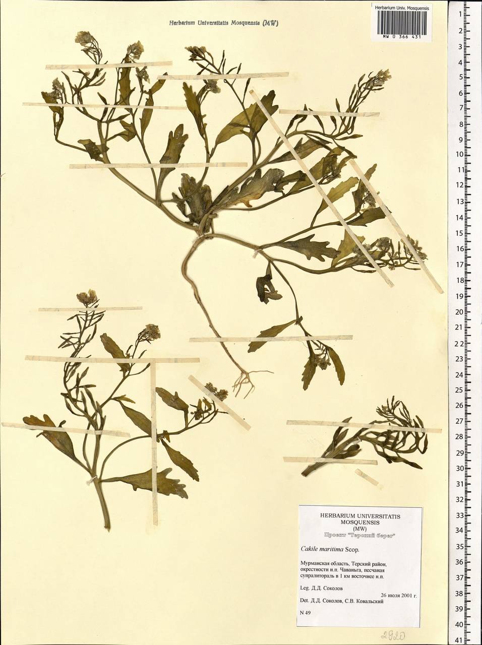 Cakile maritima subsp. baltica (Jord. ex Rouy & Foucaud) Hyl. ex P.W.Ball, Eastern Europe, Northern region (E1) (Russia)