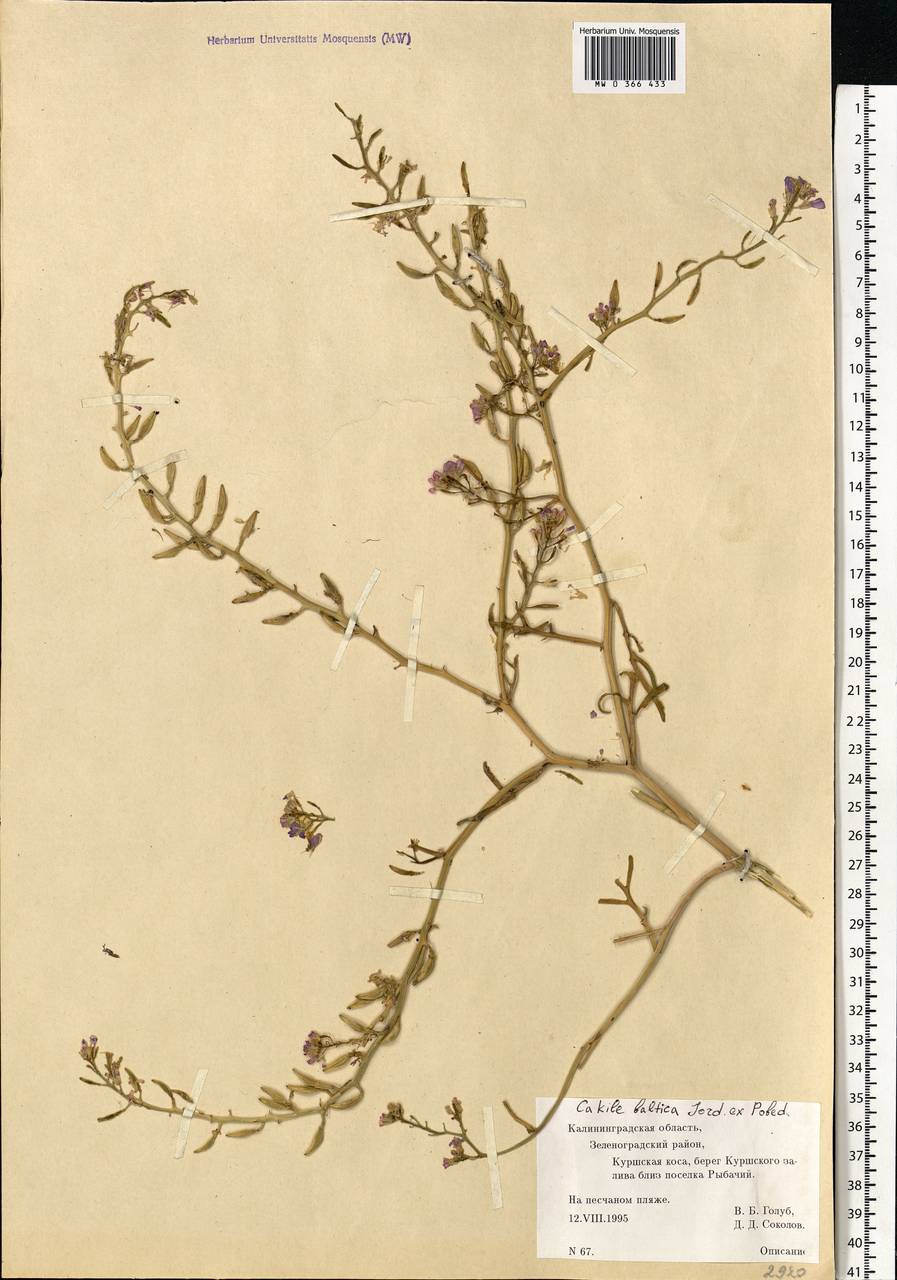 Cakile maritima subsp. baltica (Jord. ex Rouy & Foucaud) Hyl. ex P.W.Ball, Eastern Europe, North-Western region (E2) (Russia)