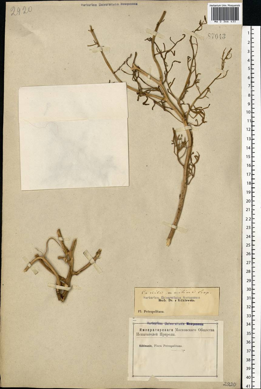 Cakile maritima subsp. baltica (Jord. ex Rouy & Foucaud) Hyl. ex P.W.Ball, Eastern Europe, North-Western region (E2) (Russia)