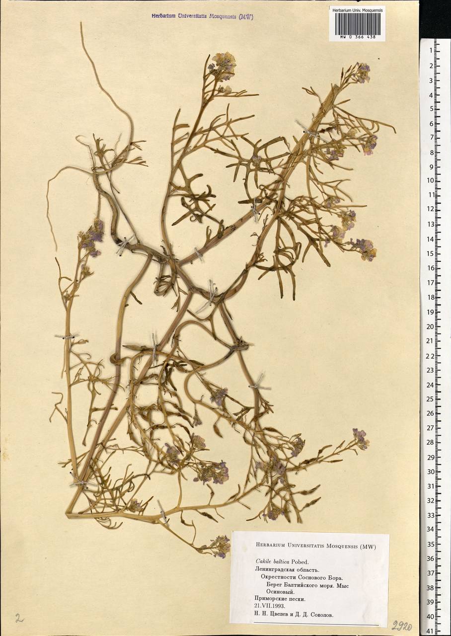 Cakile maritima subsp. baltica (Jord. ex Rouy & Foucaud) Hyl. ex P.W.Ball, Eastern Europe, North-Western region (E2) (Russia)