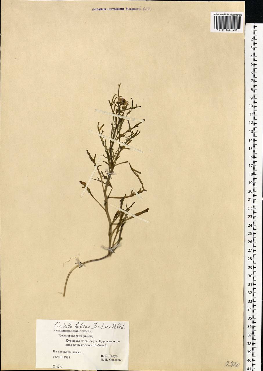 Cakile maritima subsp. baltica (Jord. ex Rouy & Foucaud) Hyl. ex P.W.Ball, Eastern Europe, North-Western region (E2) (Russia)