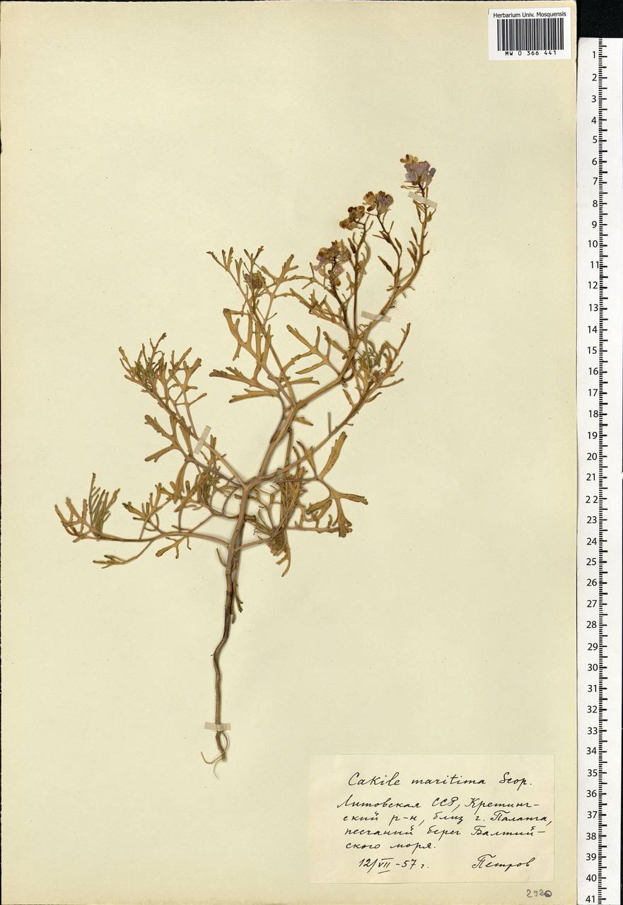 Cakile maritima subsp. baltica (Jord. ex Rouy & Foucaud) Hyl. ex P.W.Ball, Eastern Europe, Lithuania (E2a) (Lithuania)