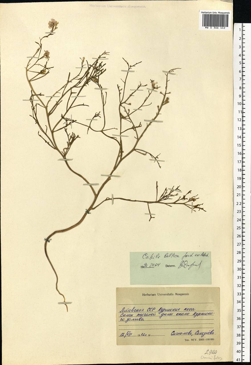 Cakile maritima subsp. baltica (Jord. ex Rouy & Foucaud) Hyl. ex P.W.Ball, Eastern Europe, Lithuania (E2a) (Lithuania)