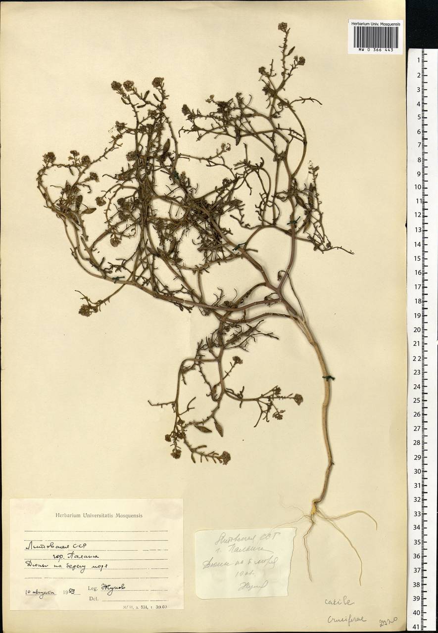Cakile maritima subsp. baltica (Jord. ex Rouy & Foucaud) Hyl. ex P.W.Ball, Eastern Europe, Lithuania (E2a) (Lithuania)