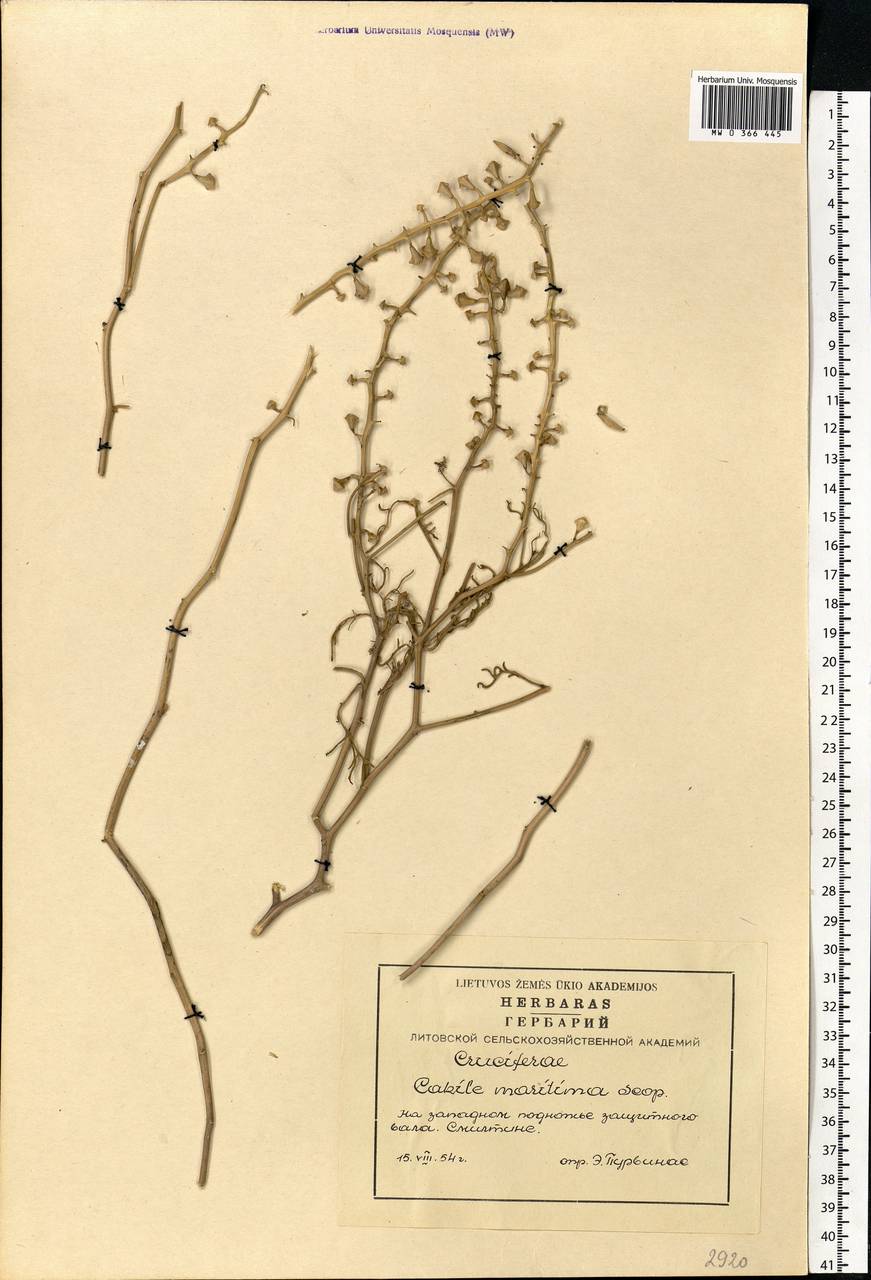 Cakile maritima subsp. baltica (Jord. ex Rouy & Foucaud) Hyl. ex P.W.Ball, Eastern Europe, Lithuania (E2a) (Lithuania)