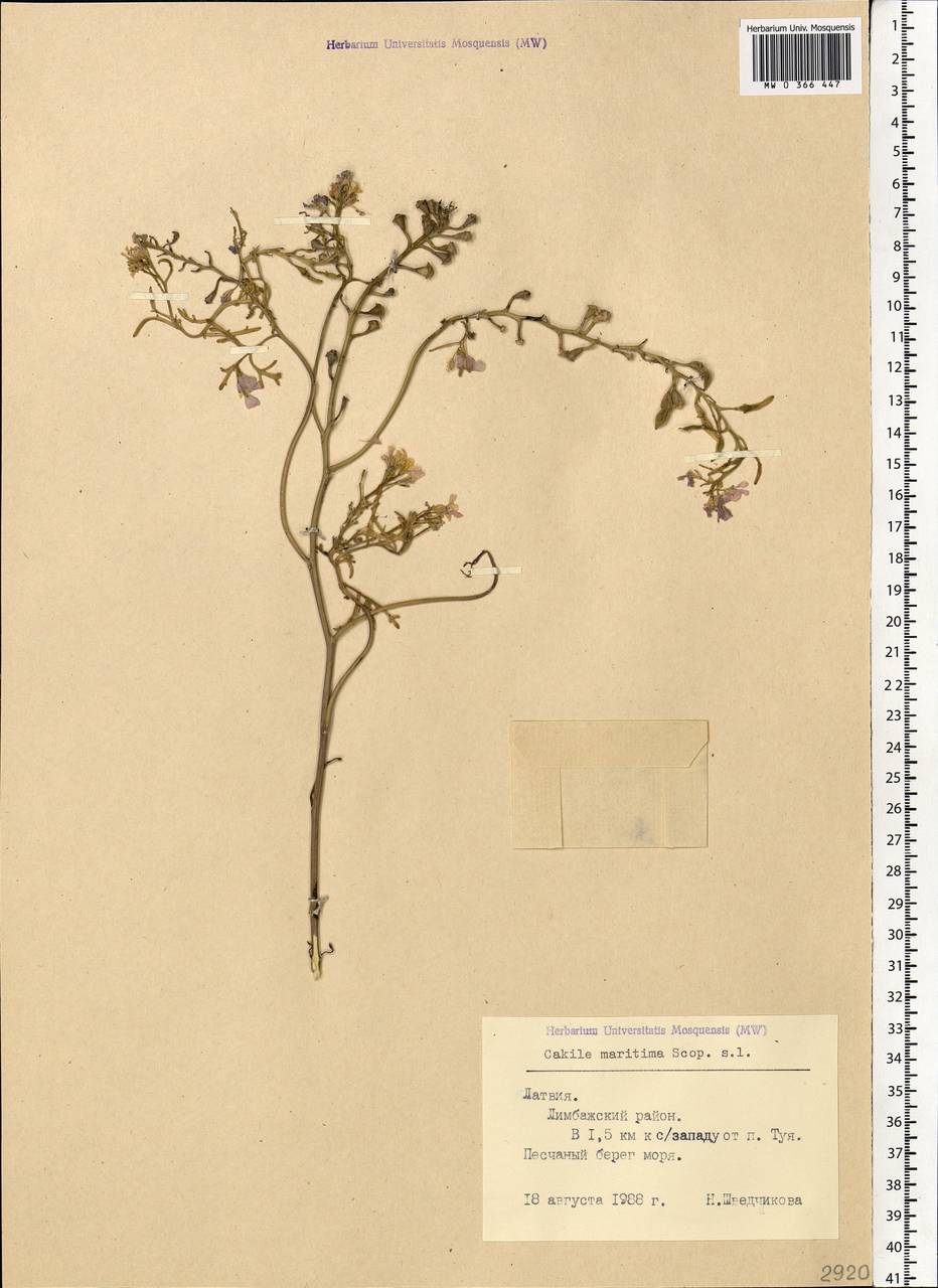 Cakile maritima subsp. baltica (Jord. ex Rouy & Foucaud) Hyl. ex P. W. Ball, Eastern Europe, Latvia (E2b) (Latvia)