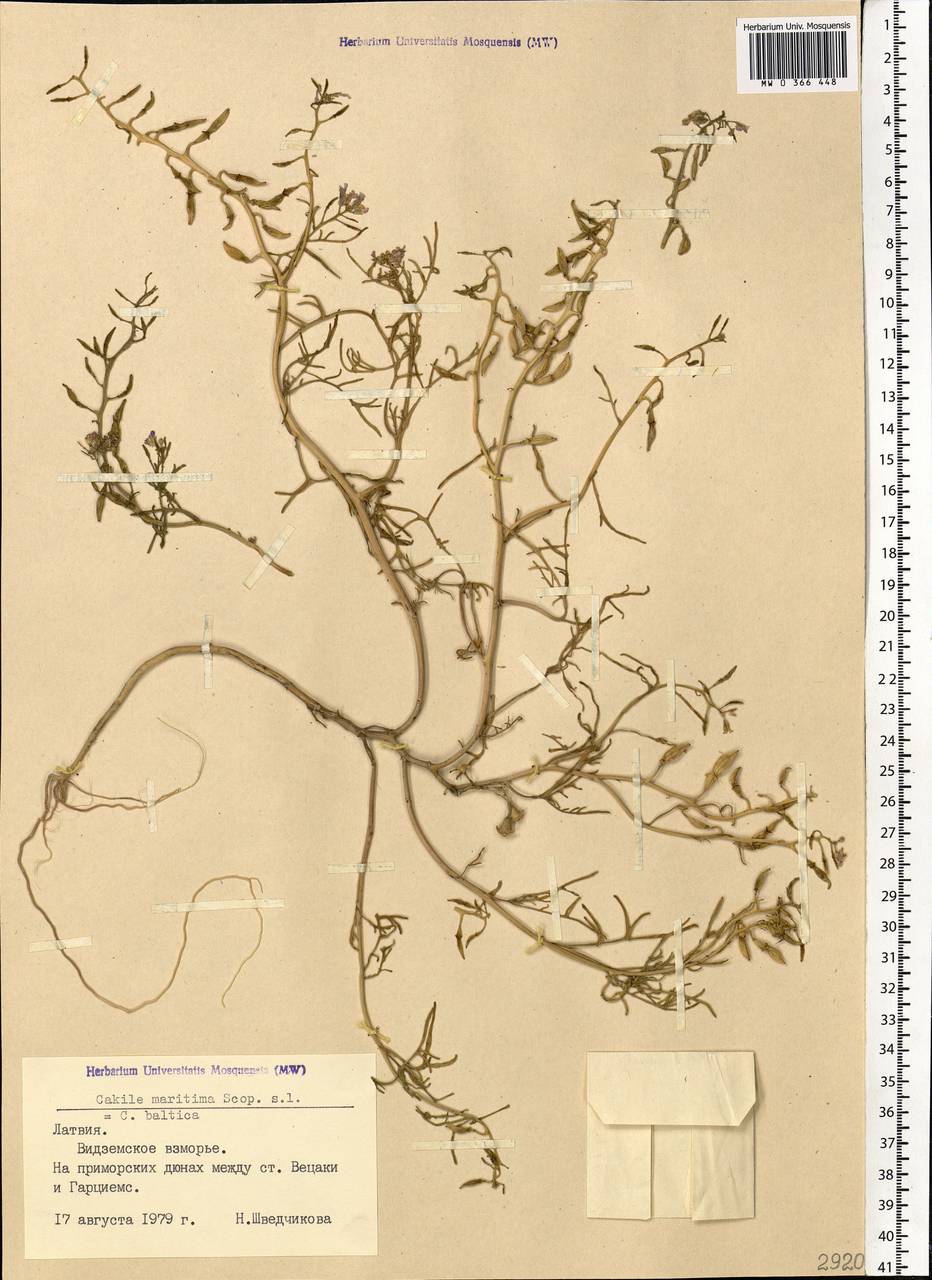 Cakile maritima subsp. baltica (Jord. ex Rouy & Foucaud) Hyl. ex P. W. Ball, Eastern Europe, Latvia (E2b) (Latvia)