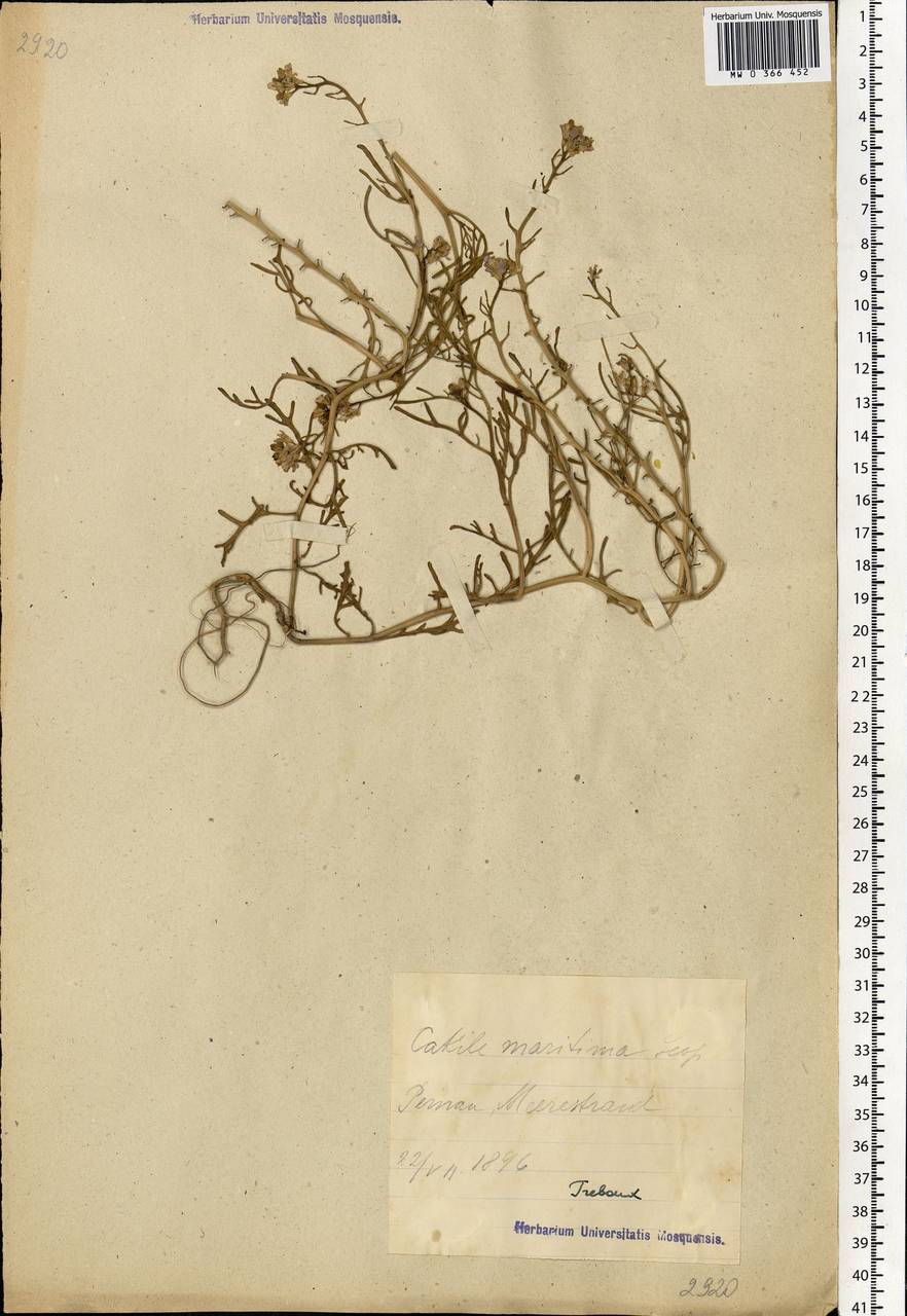 Cakile maritima subsp. baltica (Jord. ex Rouy & Foucaud) Hyl. ex P.W.Ball, Eastern Europe, Estonia (E2c) (Estonia)