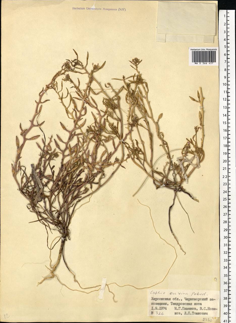 Cakile maritima subsp. euxina (Pobed.) Nyár., Eastern Europe, South Ukrainian region (E12) (Ukraine)