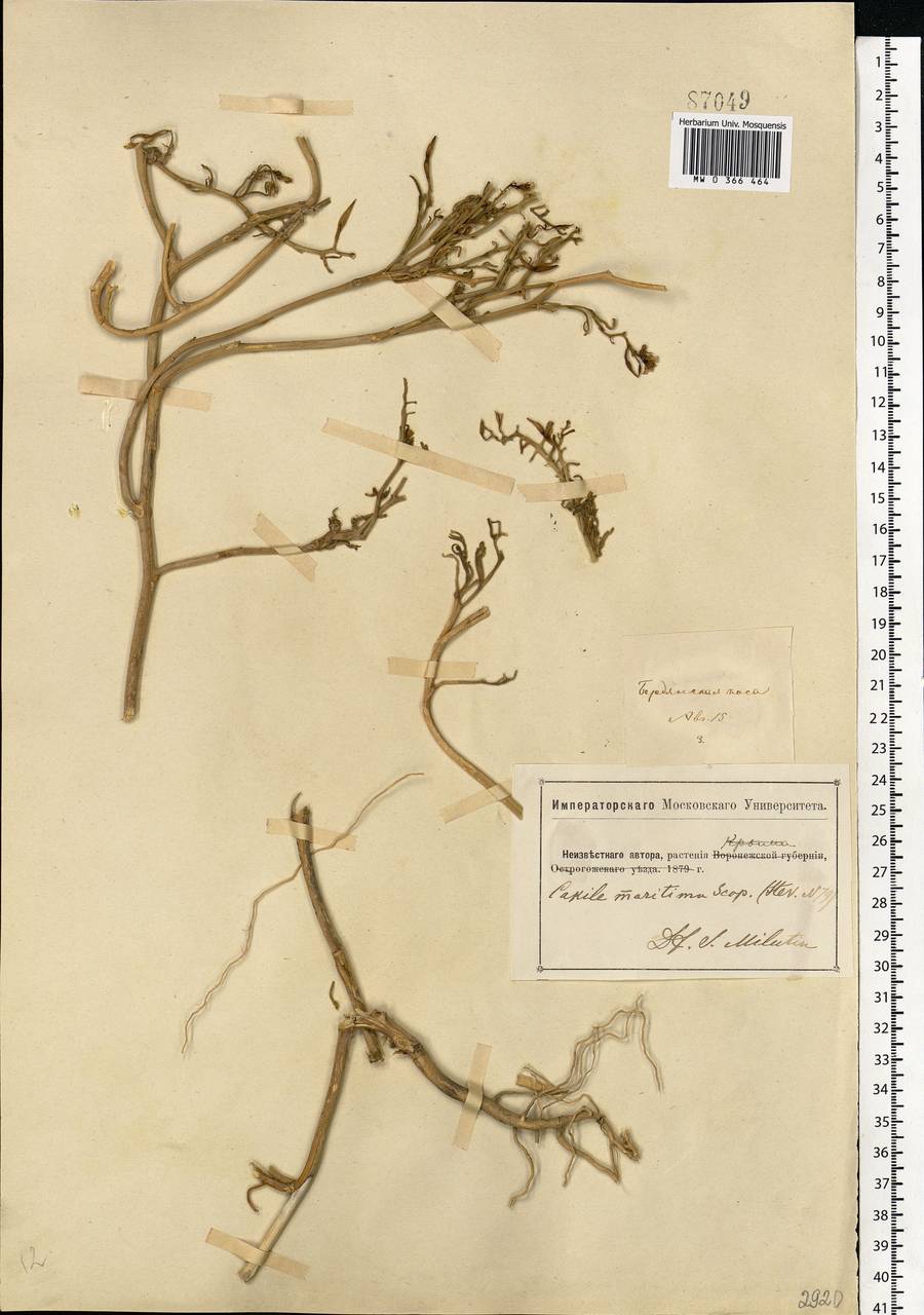 Cakile maritima subsp. euxina (Pobed.) Nyár., Eastern Europe, South Ukrainian region (E12) (Ukraine)