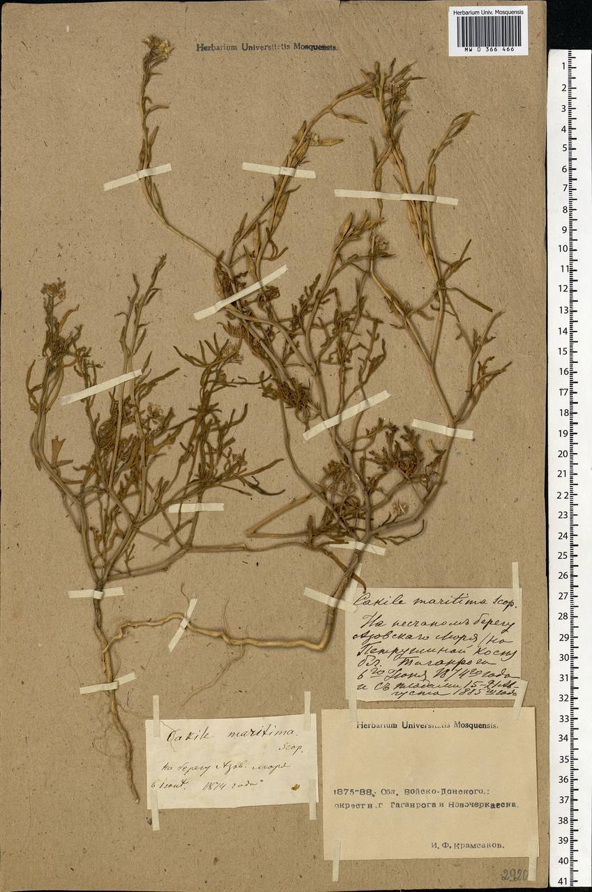 Cakile maritima subsp. euxina (Pobed.) Nyár., Eastern Europe, Rostov Oblast (E12a) (Russia)