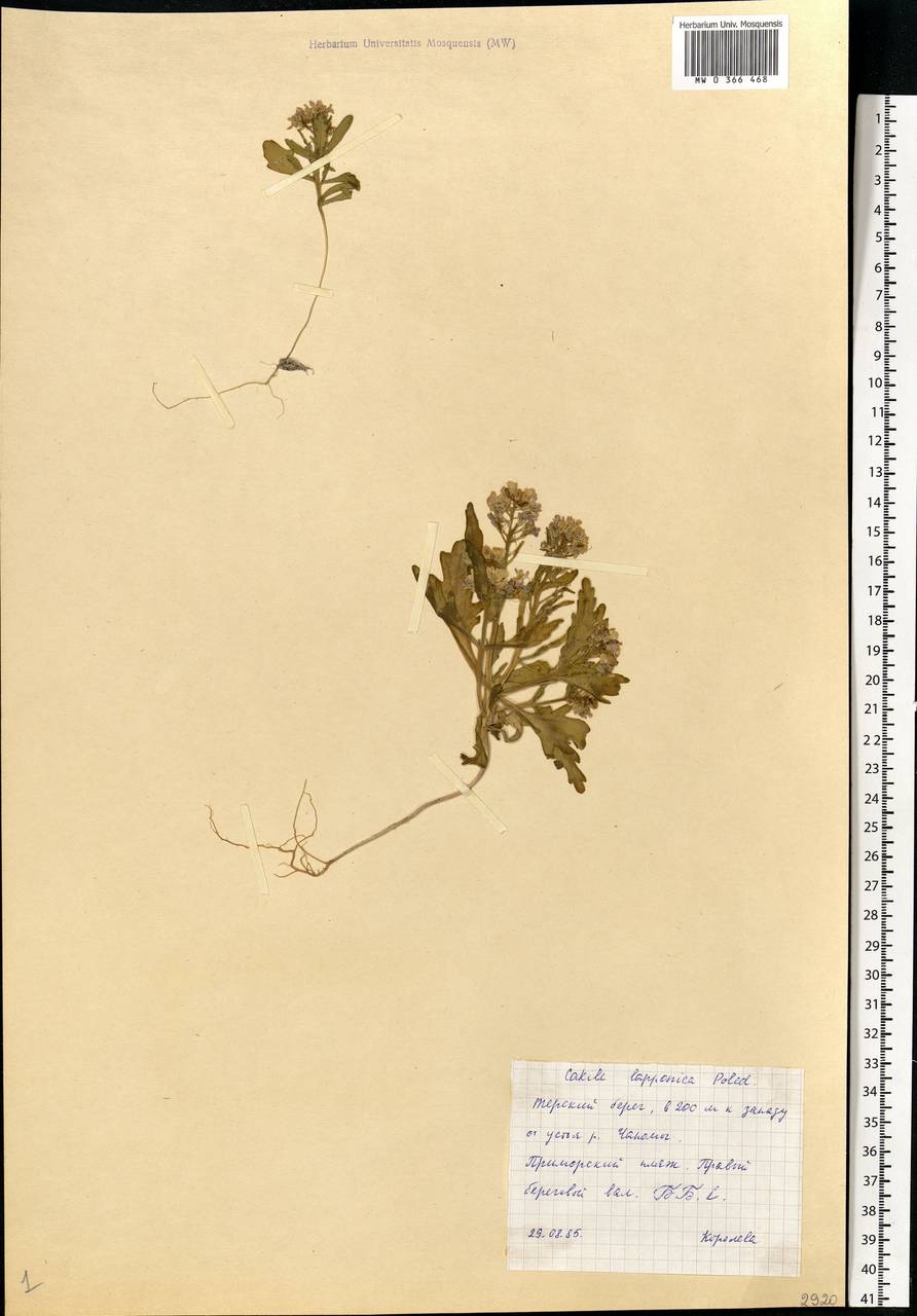 Cakile arctica Pobed., Eastern Europe, Northern region (E1) (Russia)