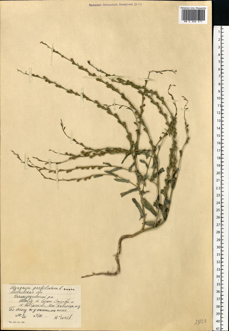 Myagrum perfoliatum L., Eastern Europe, Moscow region (E4a) (Russia)