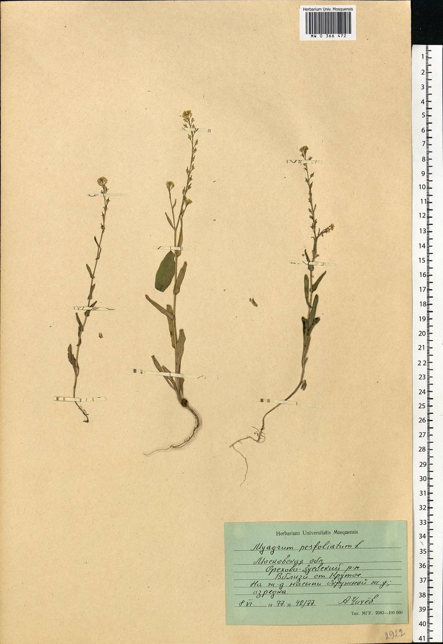 Myagrum perfoliatum L., Eastern Europe, Moscow region (E4a) (Russia)