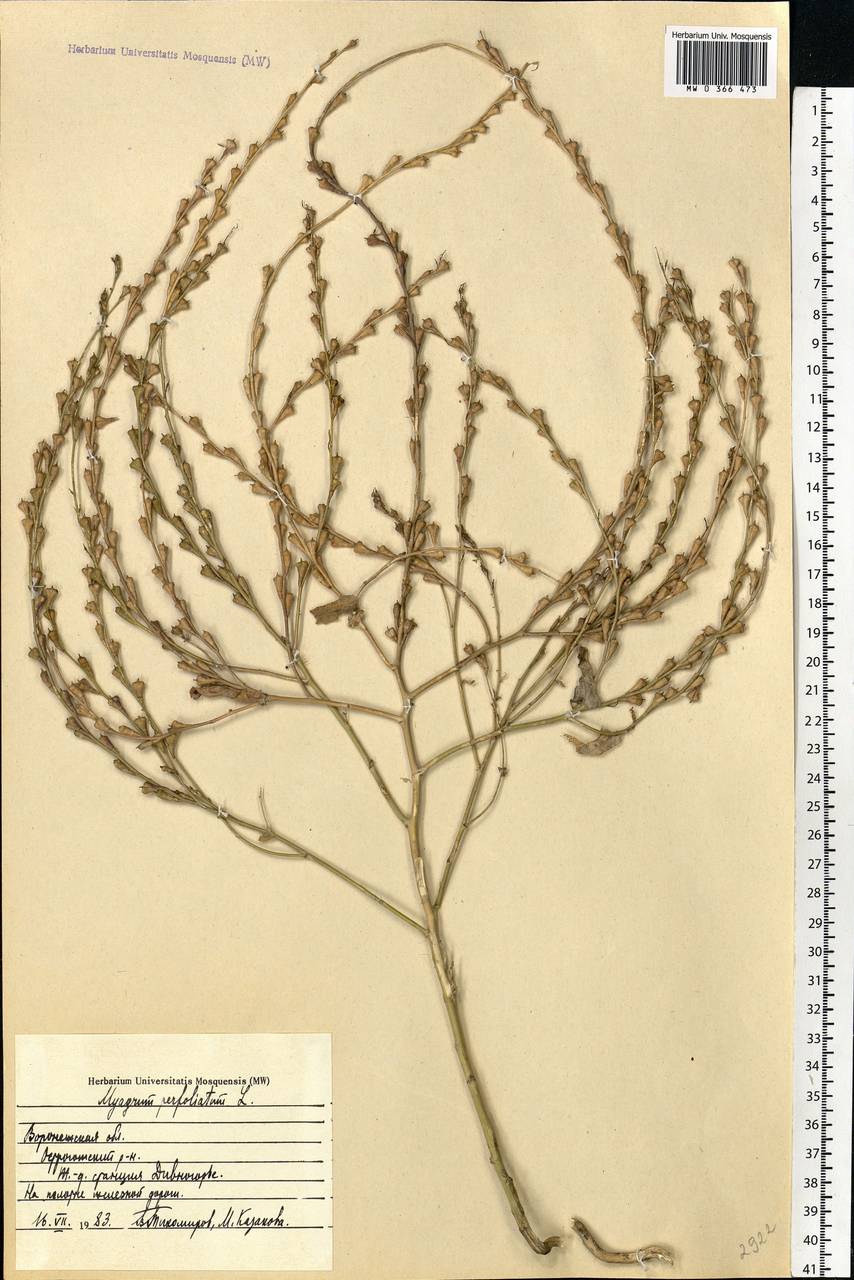 Myagrum perfoliatum L., Eastern Europe, Central forest-and-steppe region (E6) (Russia)
