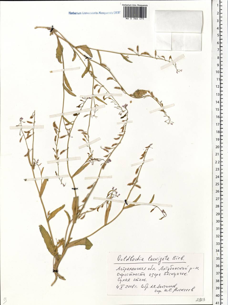Goldbachia laevigata (M.Bieb.) DC., Eastern Europe, Lower Volga region (E9) (Russia)