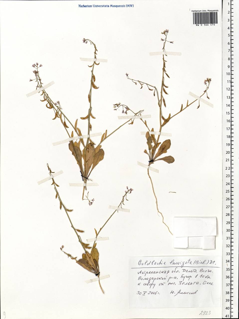 Goldbachia laevigata (M. Bieb.) DC., Eastern Europe, Lower Volga region (E9) (Russia)