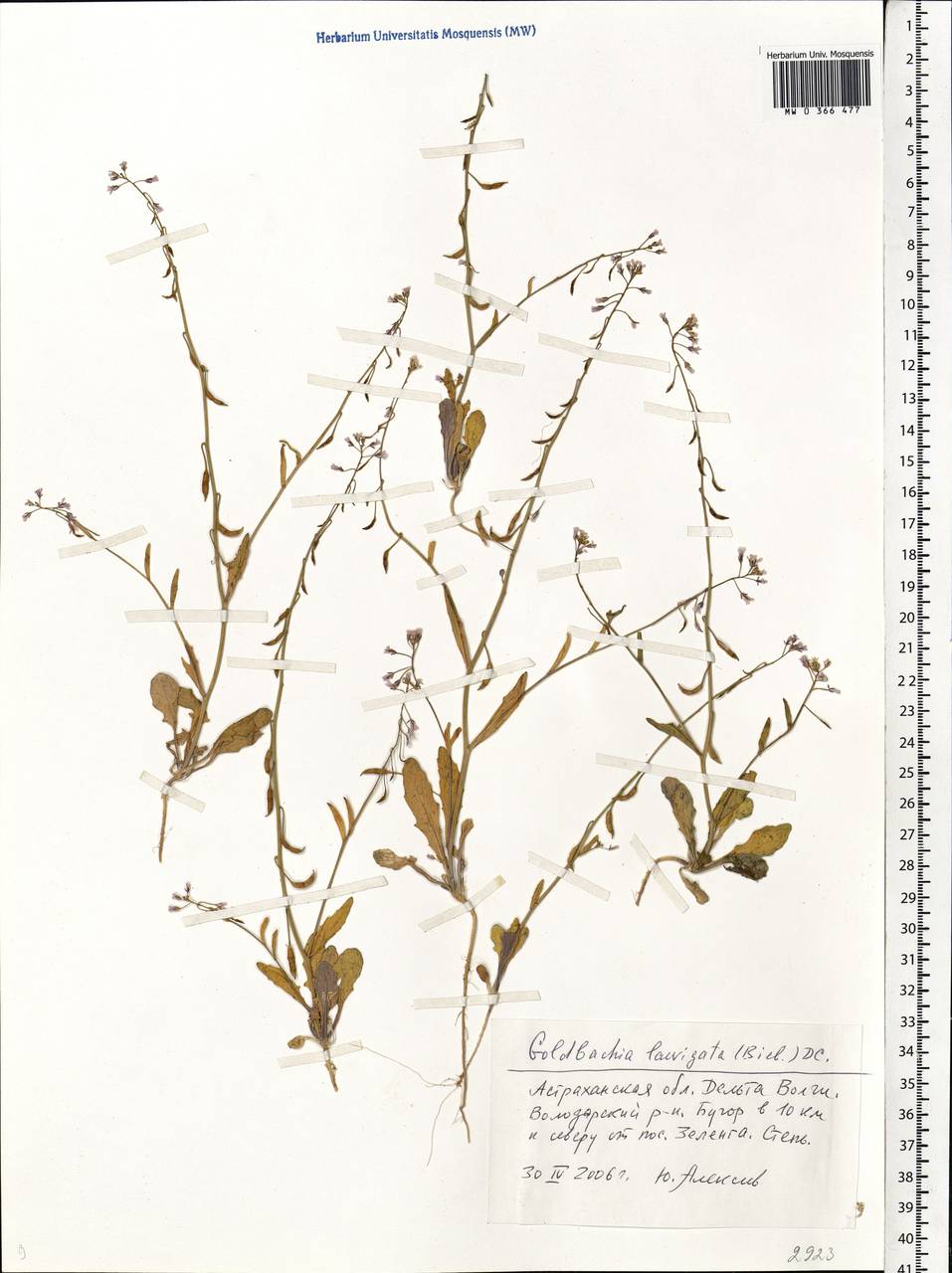 Goldbachia laevigata (M.Bieb.) DC., Eastern Europe, Lower Volga region (E9) (Russia)