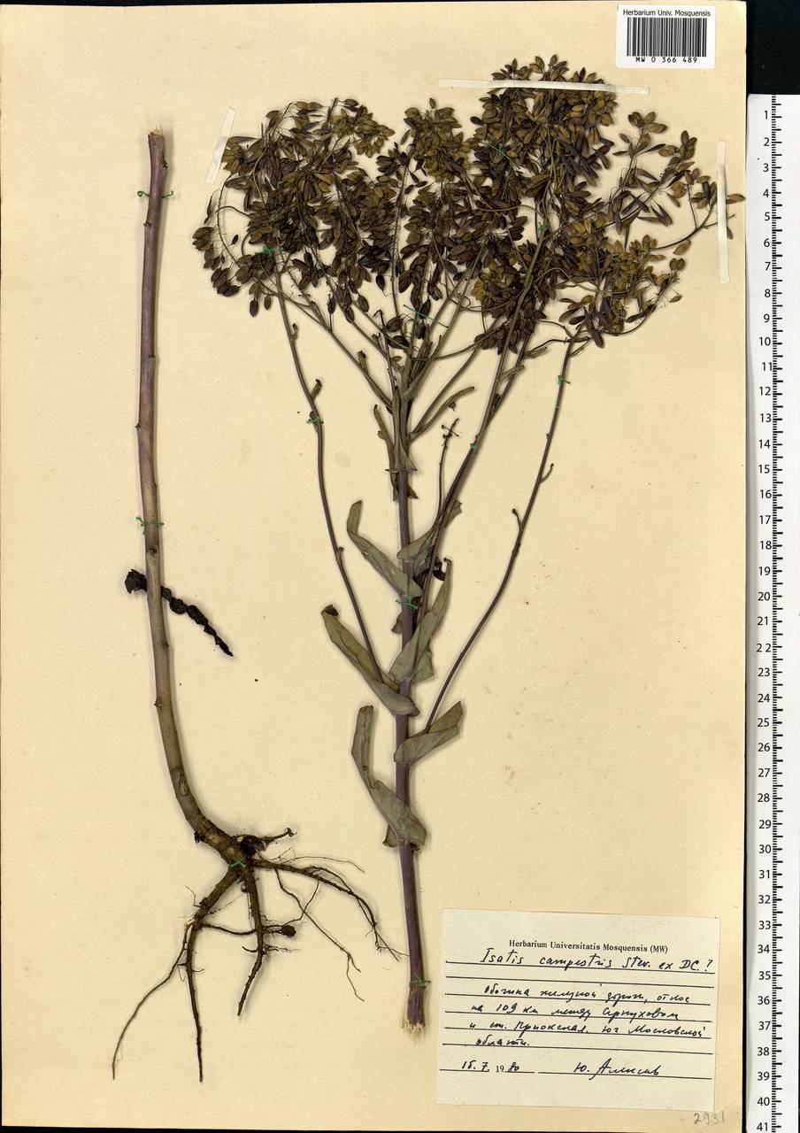 Isatis tinctoria subsp. tinctoria, Eastern Europe, Moscow region (E4a) (Russia)