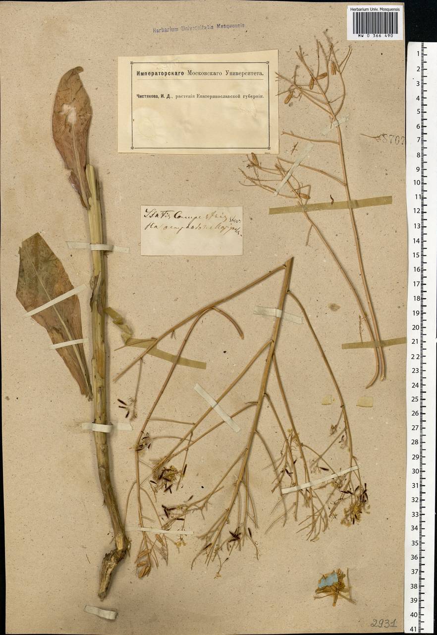 Isatis tinctoria subsp. tinctoria, Eastern Europe, South Ukrainian region (E12) (Ukraine)