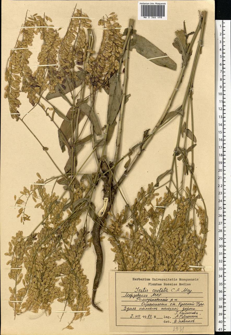 Isatis costata C. A. Mey., Eastern Europe, Middle Volga region (E8) (Russia)