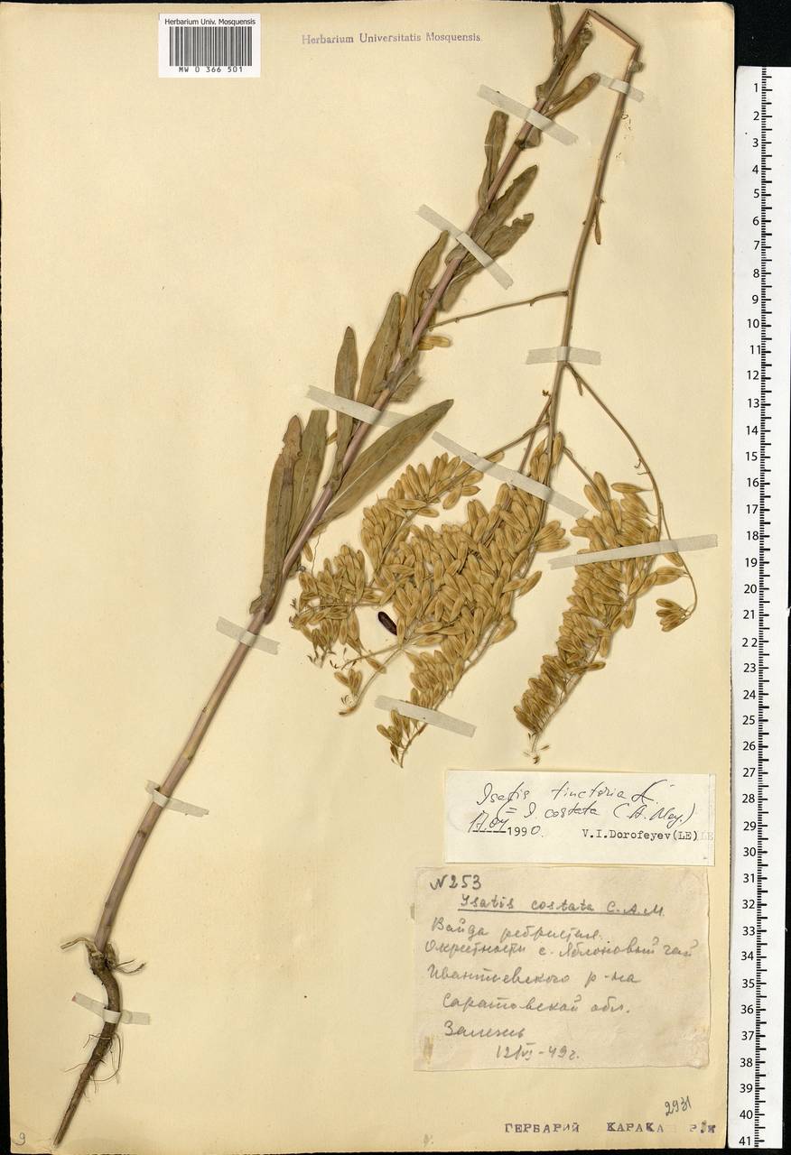 Isatis costata C.A.Mey., Eastern Europe, Lower Volga region (E9) (Russia)