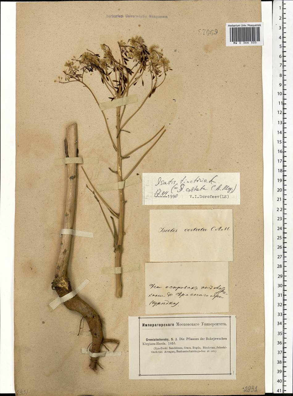 Isatis costata C.A.Mey., Eastern Europe, Lower Volga region (E9) (Russia)