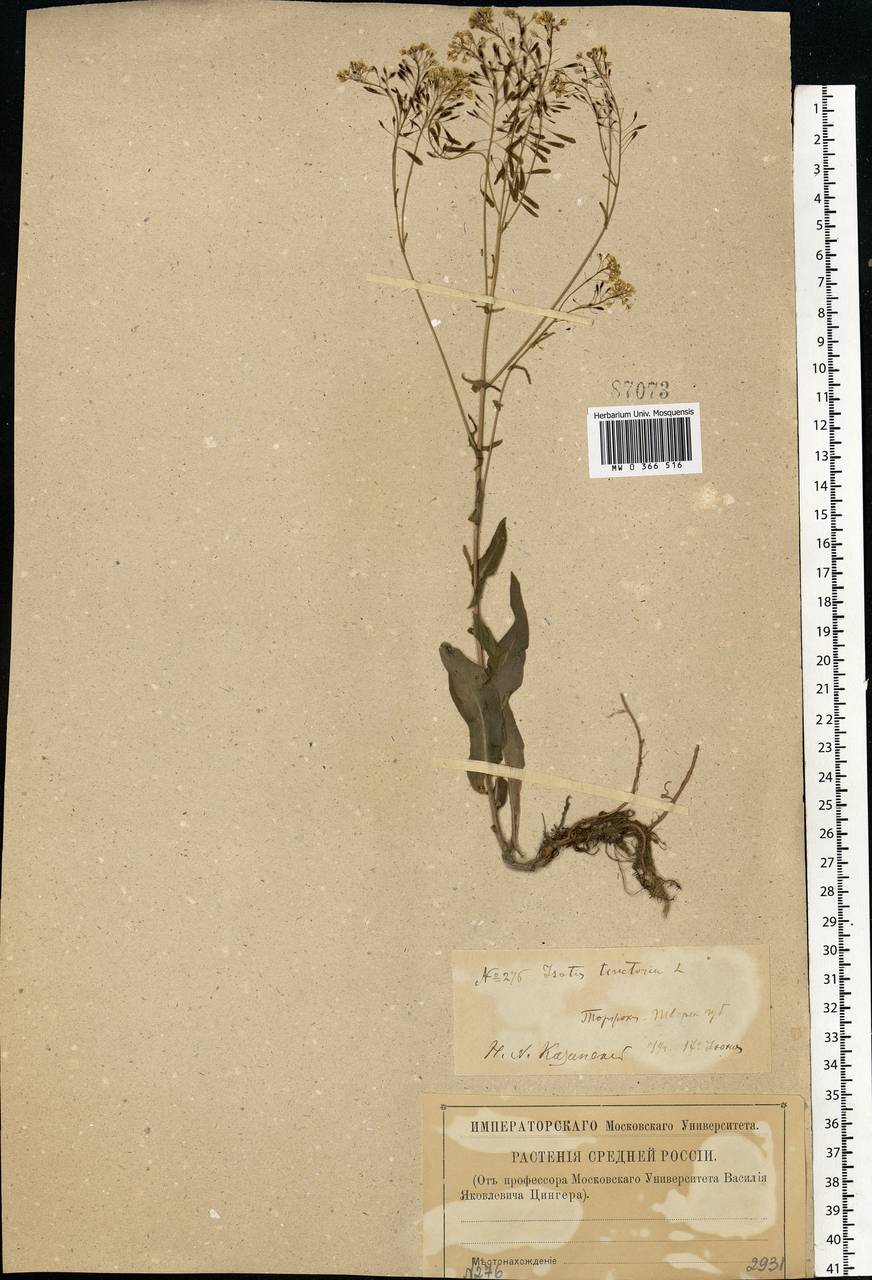 Isatis tinctoria L., Eastern Europe, North-Western region (E2) (Russia)