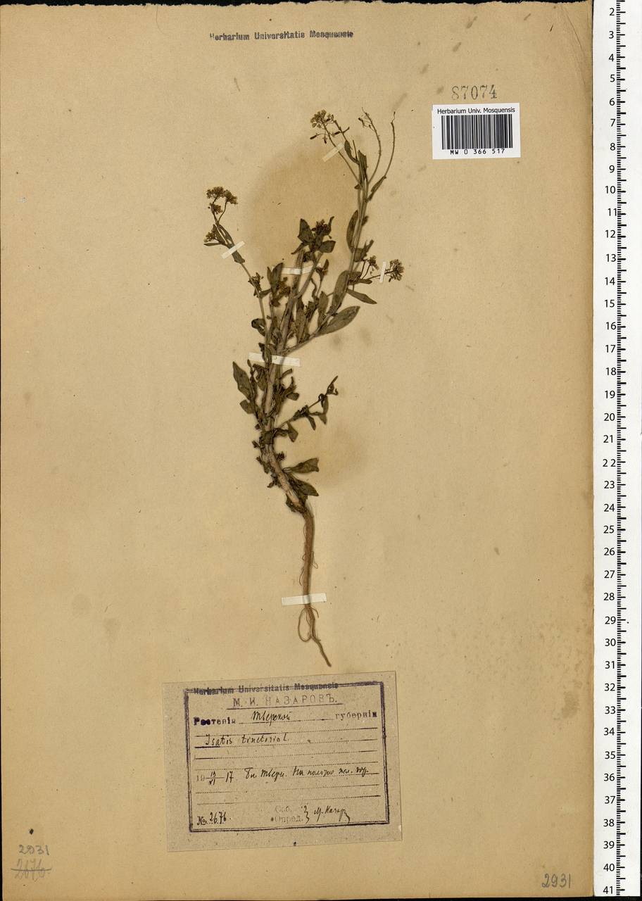 Isatis tinctoria L., Eastern Europe, North-Western region (E2) (Russia)