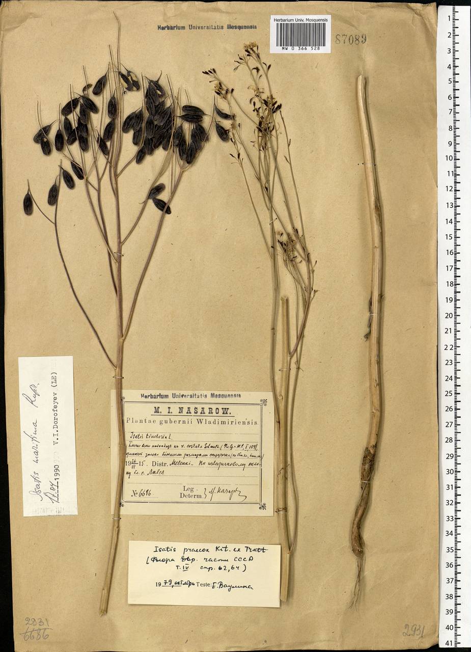 Isatis tinctoria L., Eastern Europe, Central region (E4) (Russia)