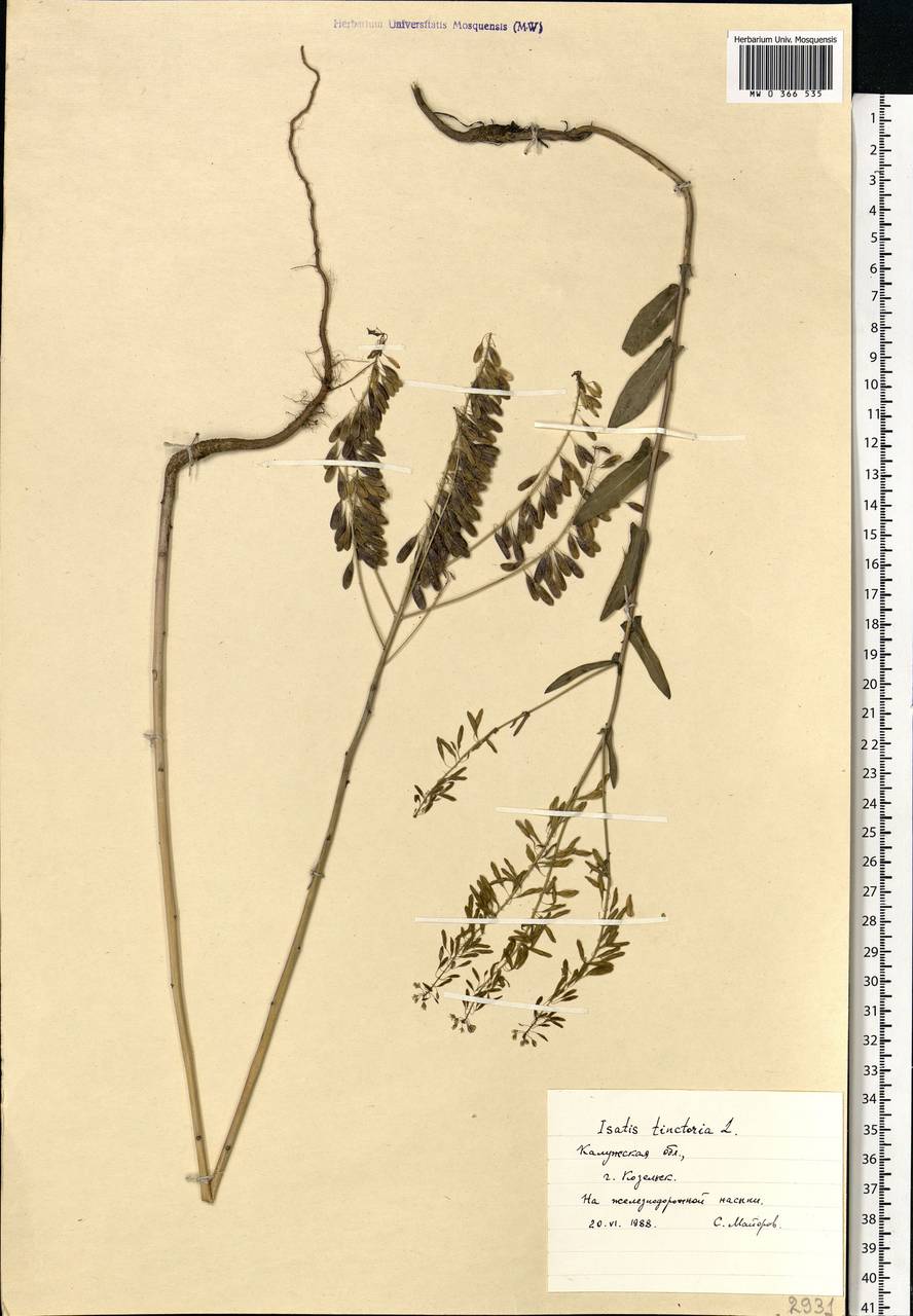 Isatis tinctoria L., Eastern Europe, Central region (E4) (Russia)