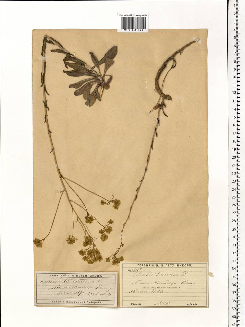 Isatis tinctoria L., Eastern Europe, Moscow region (E4a) (Russia)