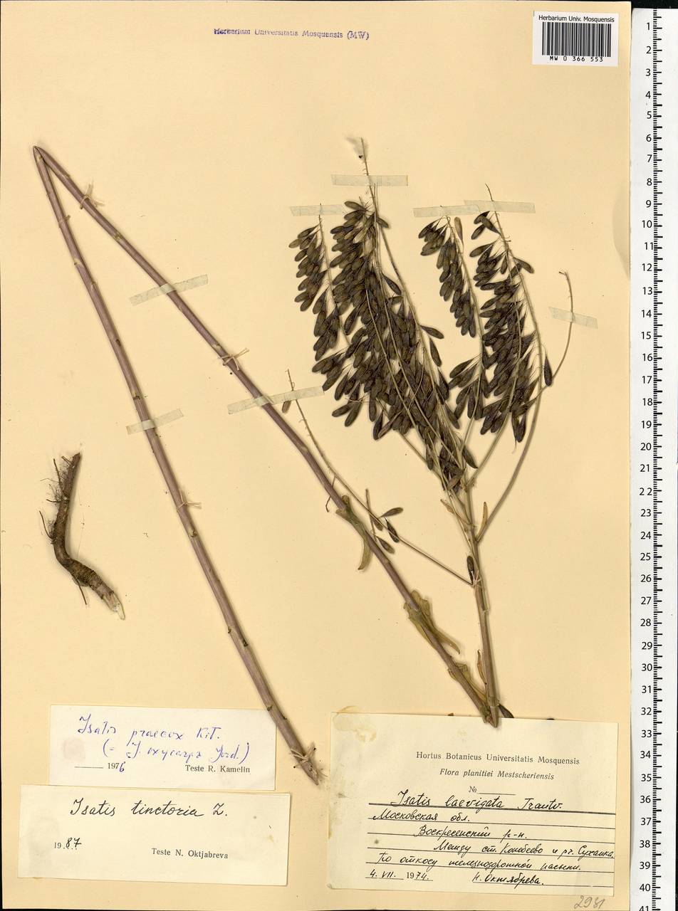 Isatis tinctoria L., Eastern Europe, Moscow region (E4a) (Russia)