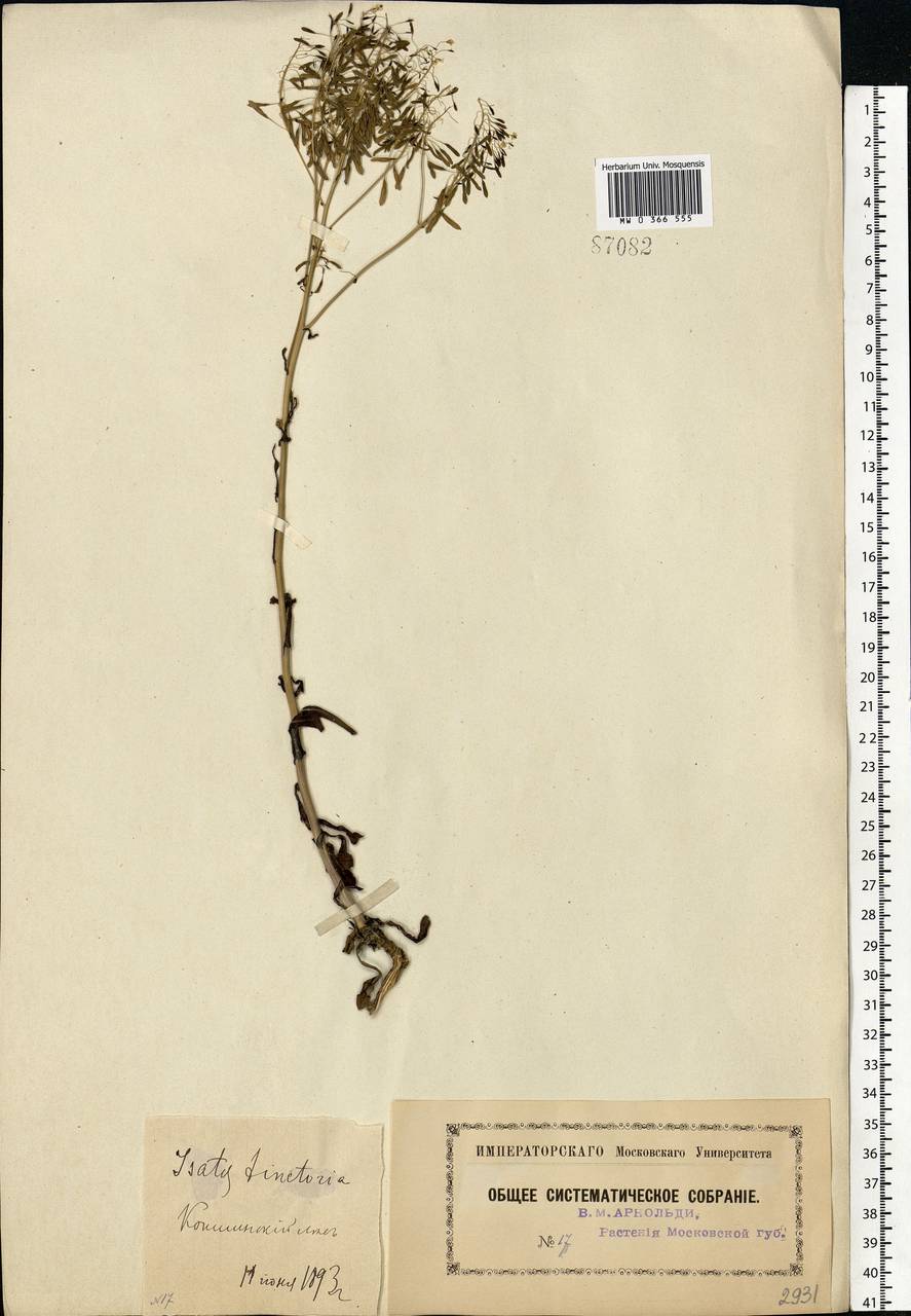 Isatis tinctoria L., Eastern Europe, Moscow region (E4a) (Russia)