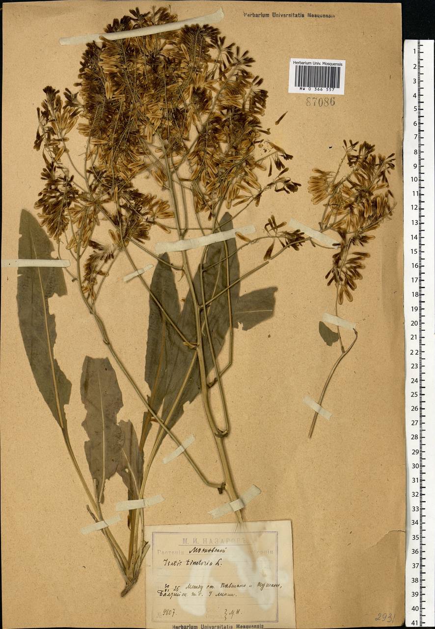Isatis tinctoria L., Eastern Europe, Moscow region (E4a) (Russia)