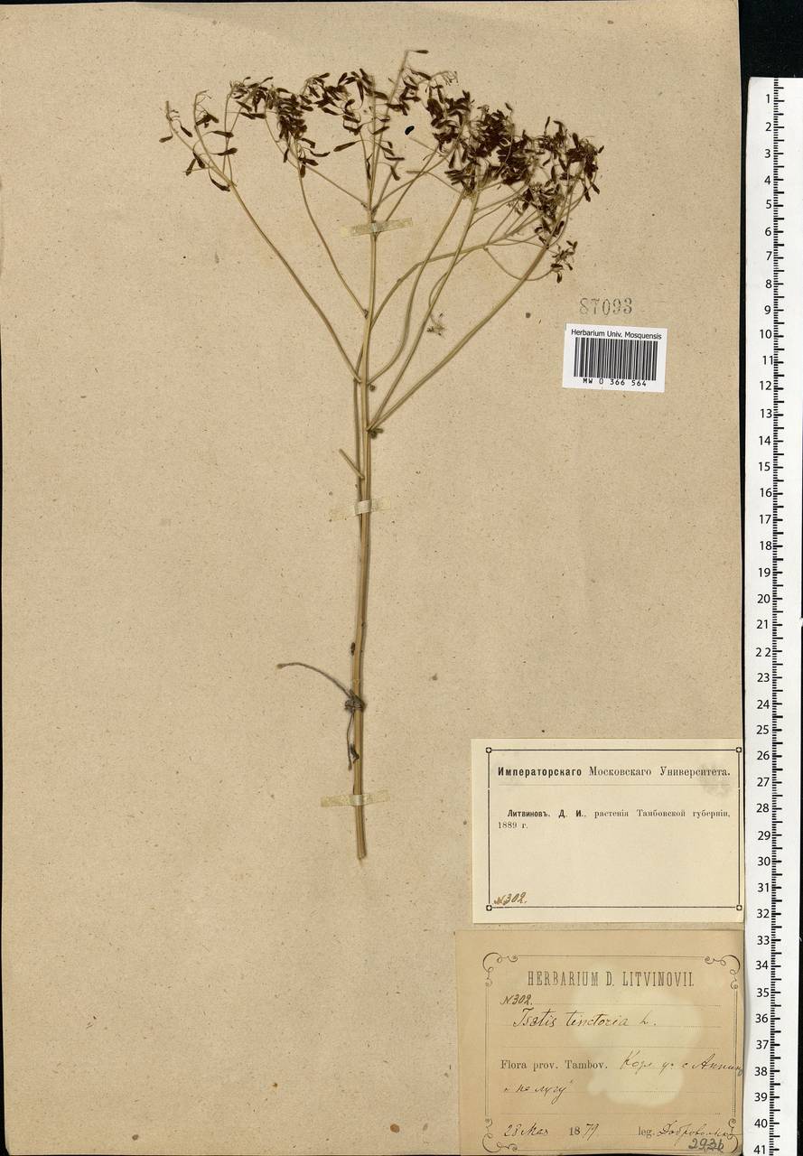 Isatis tinctoria L., Eastern Europe, Central forest-and-steppe region (E6) (Russia)