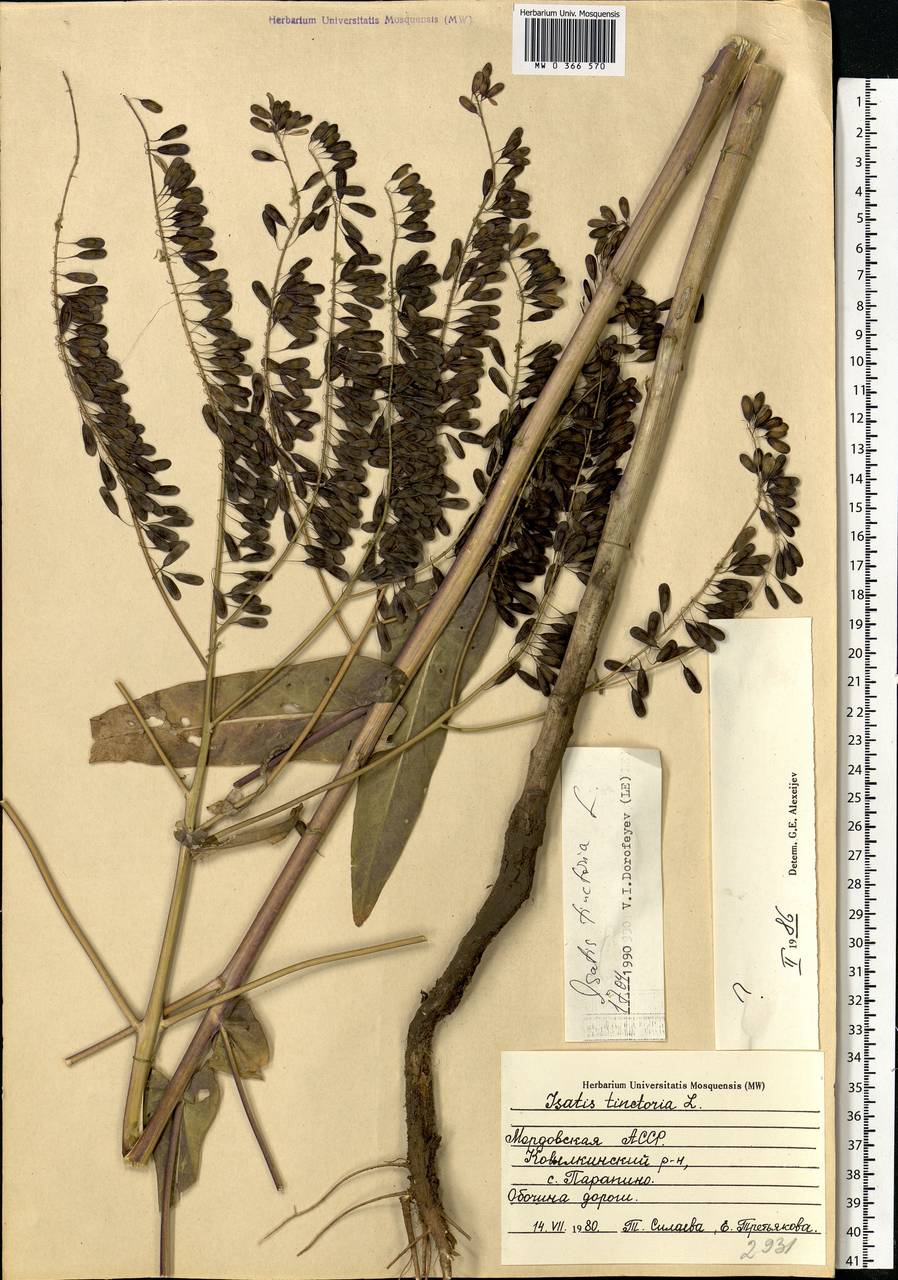 Isatis tinctoria L., Eastern Europe, Middle Volga region (E8) (Russia)