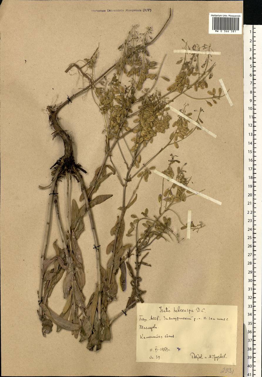 Isatis tinctoria L., Eastern Europe, Eastern region (E10) (Russia)