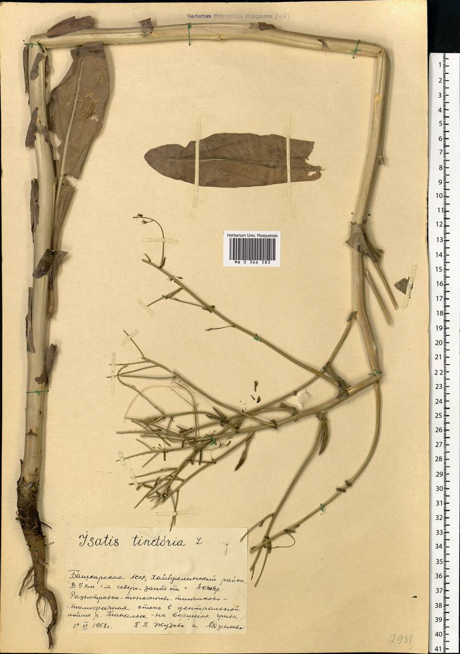 Isatis tinctoria L., Eastern Europe, Eastern region (E10) (Russia)