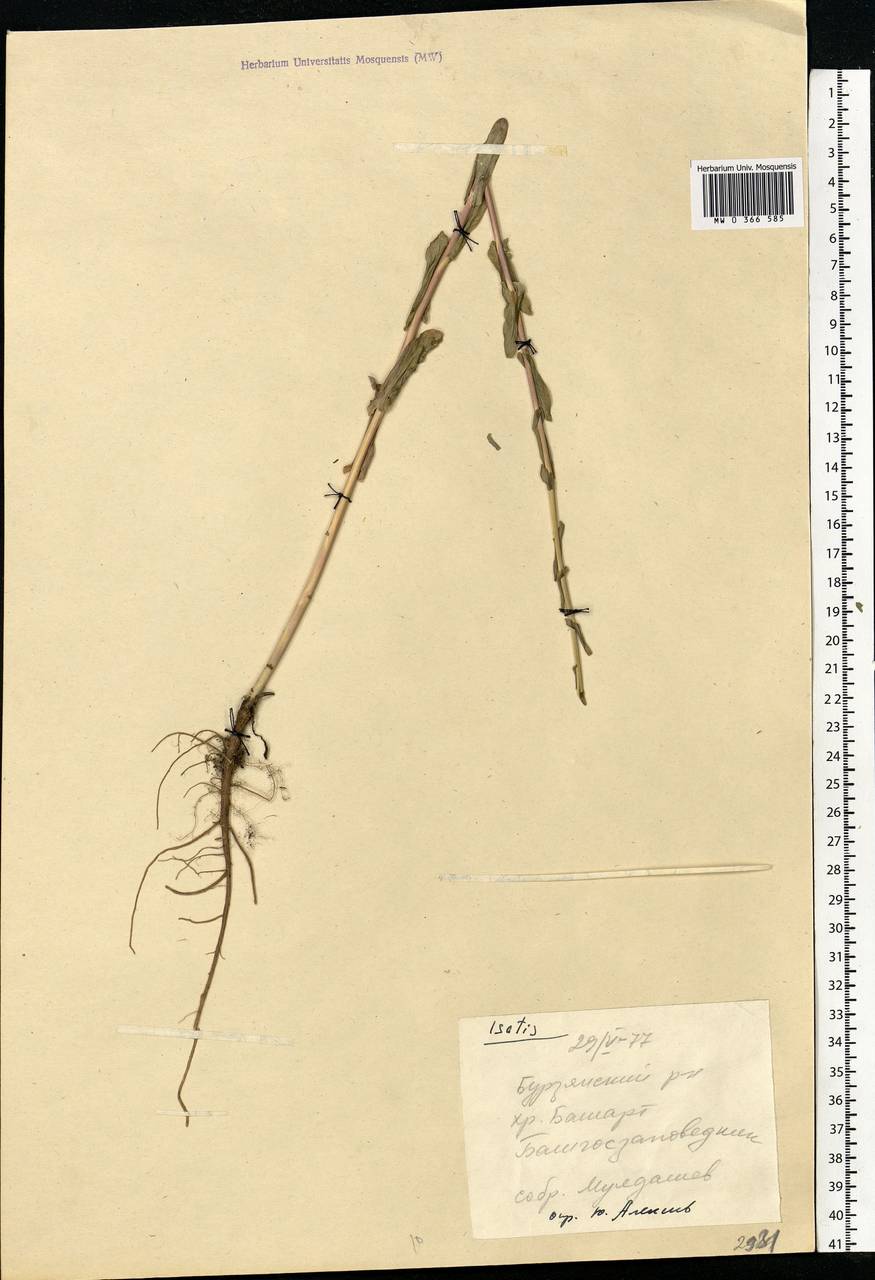 Isatis tinctoria L., Eastern Europe, Eastern region (E10) (Russia)