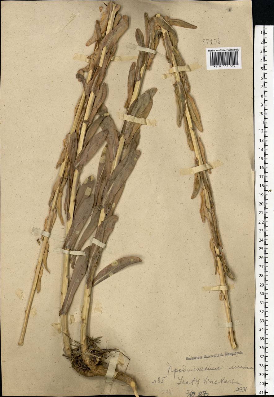 Isatis tinctoria L., Eastern Europe, South Ukrainian region (E12) (Ukraine)