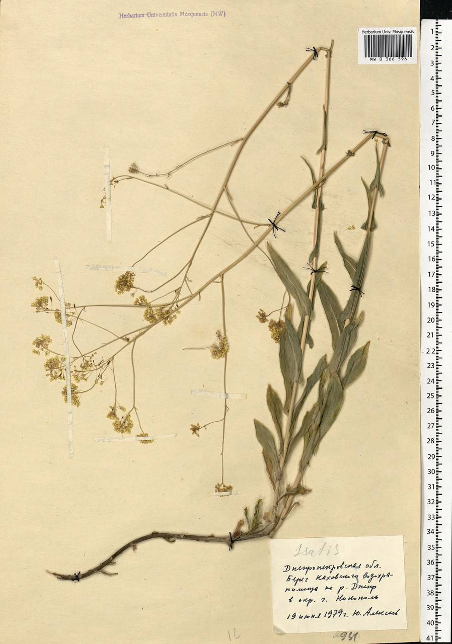 Isatis tinctoria L., Eastern Europe, South Ukrainian region (E12) (Ukraine)