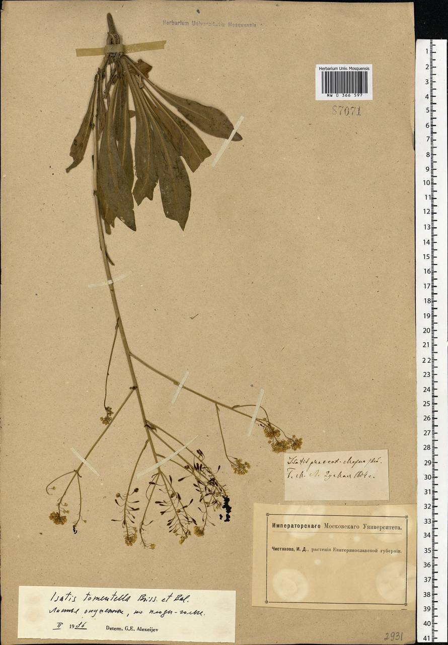 Isatis tinctoria L., Eastern Europe, South Ukrainian region (E12) (Ukraine)