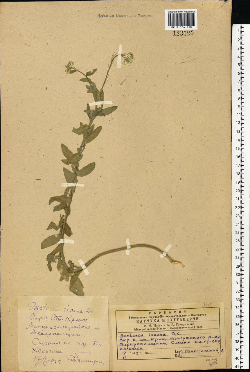 Isatis tinctoria L., Eastern Europe, South Ukrainian region (E12) (Ukraine)